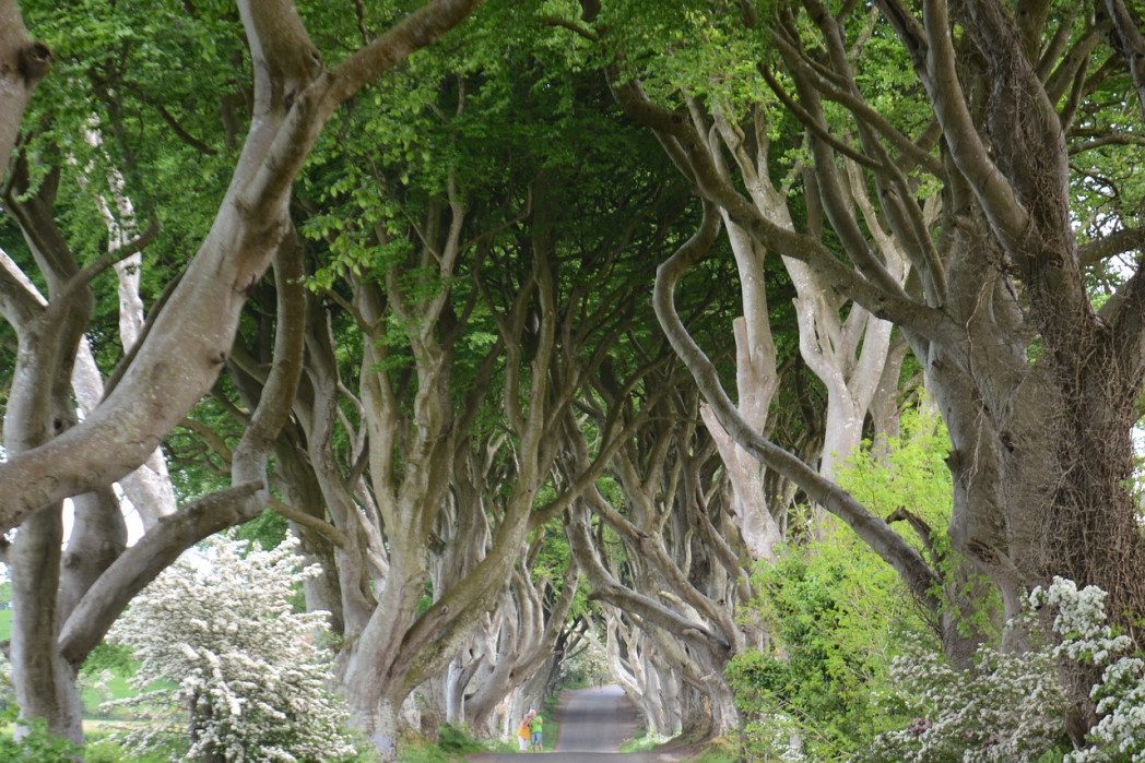 The Dark Hedges, uno dei luoghi di Game of Thrones