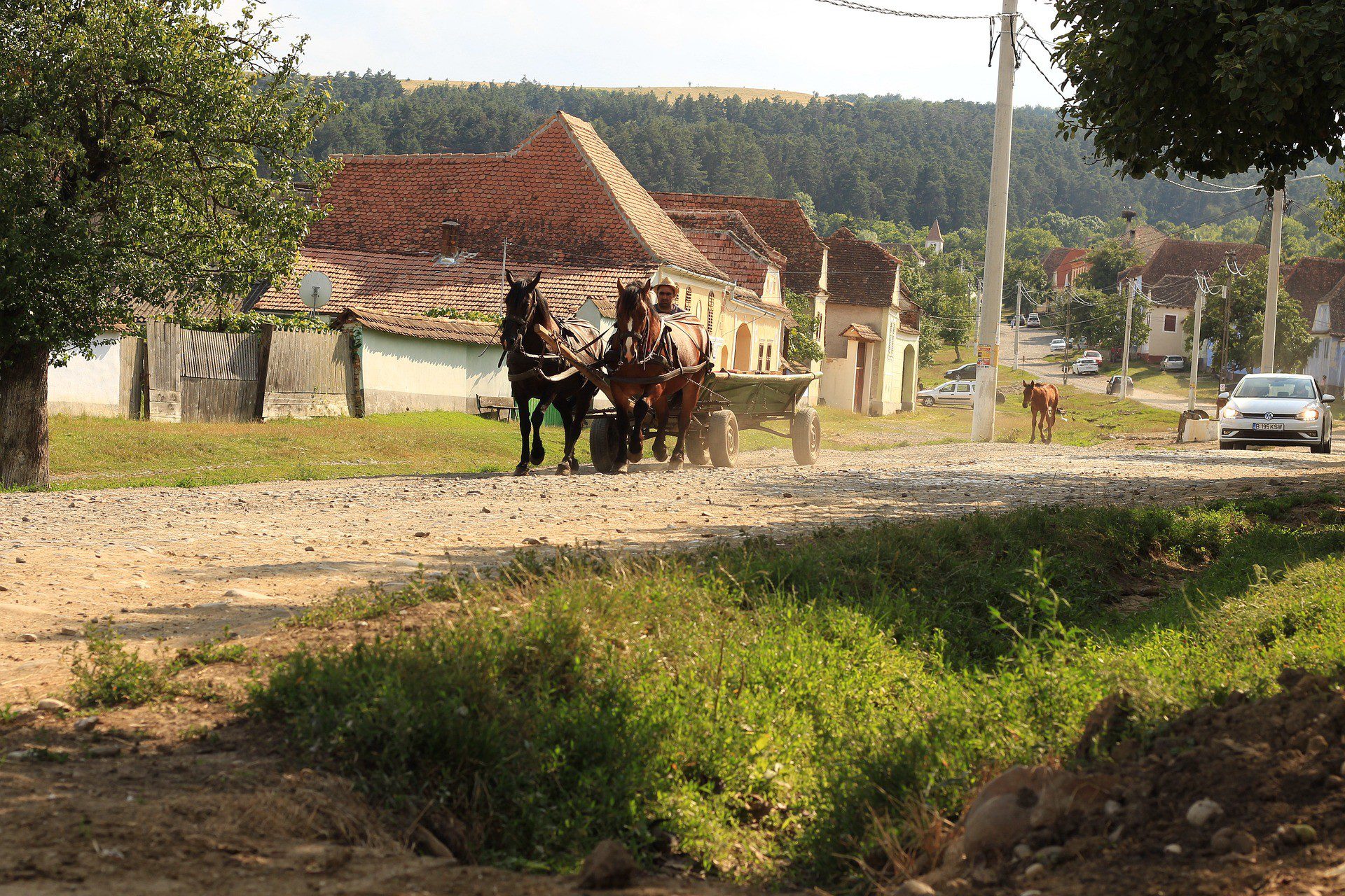 Cavalli in Transilvania - Foto Sgrunden Pix